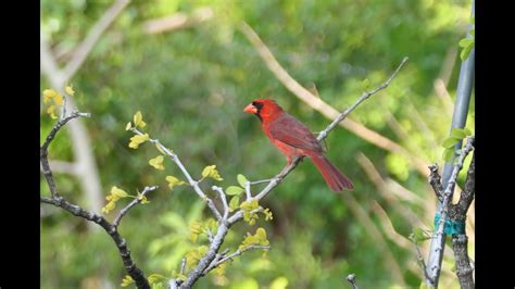 Northern Cardinal. Singing Bird #birds #songbirds - YouTube