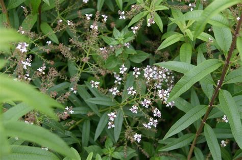 gumbo limbo tree medicinal uses - Vinnie Heaton