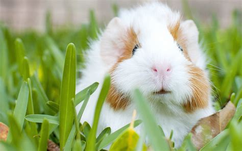 Adorable Guinea Pig in Grass - HD Wallpaper