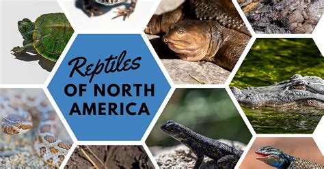 A Field Guide to Reptiles of North America