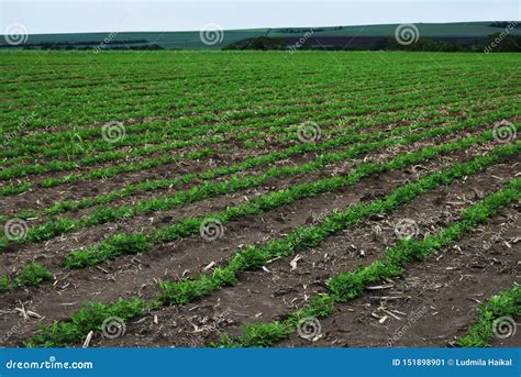 Peanut Field. Peanut Seedlings Stock Image - Image of farming, industry: 151898901