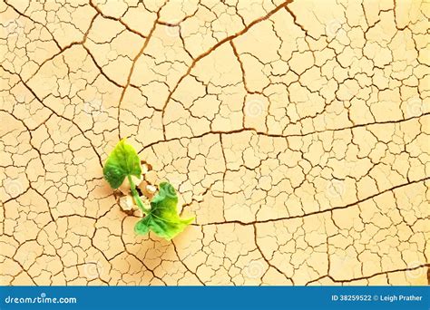 Plant in the desert stock photo. Image of lifeless, nature - 38259522