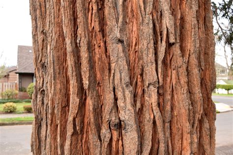 Incense Cedar | The World's Best Gardening Blog