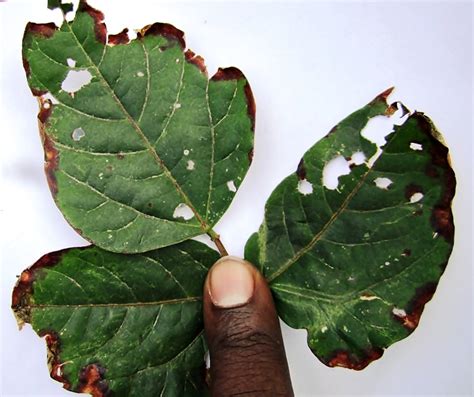 Cercospora leaf spot – Pestoscope