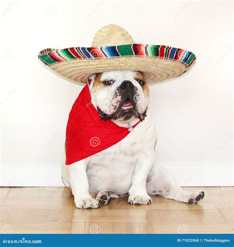 What Is A Mexican Bulldog