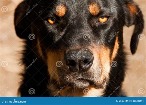 Grumpy dog face stock photo. Image of huntaway, ranch - 26074414