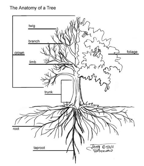 Oak Tree Root System Diagram - Hanenhuusholli