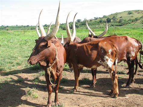 The amazing Ankole-Watusi cattle (7 pics) | Amazing Creatures