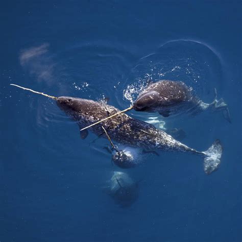 Images of Narwhals - Free The Ocean | Narvali, Stegostoma fasciatum ...