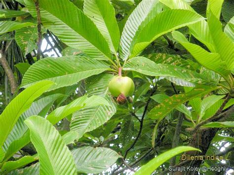 Medicinal Plants: Dillenia indica, Elephant Apple, Avartaki, Kattaral