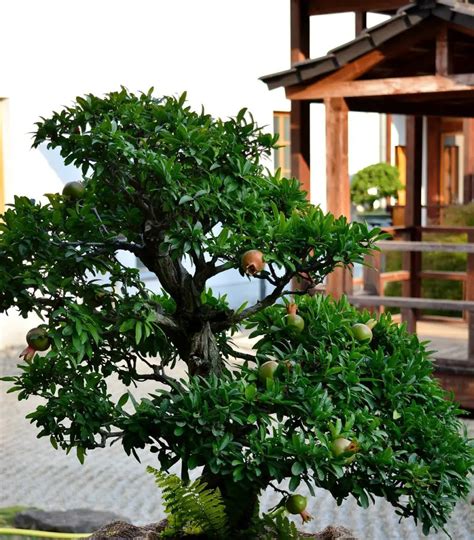 Can Bonsai Trees Produce Fruit? How To Grow A Bonsai Fruit Tree - Love For Bonsai