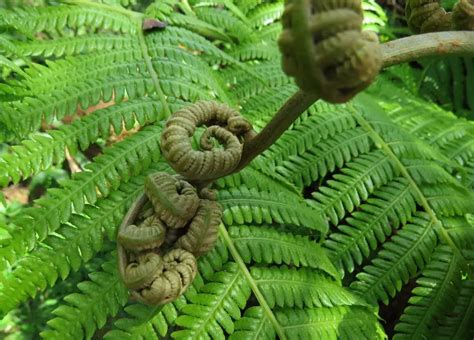 35 Trees in Hawaii with Pictures (including Native Hawaiian Trees)