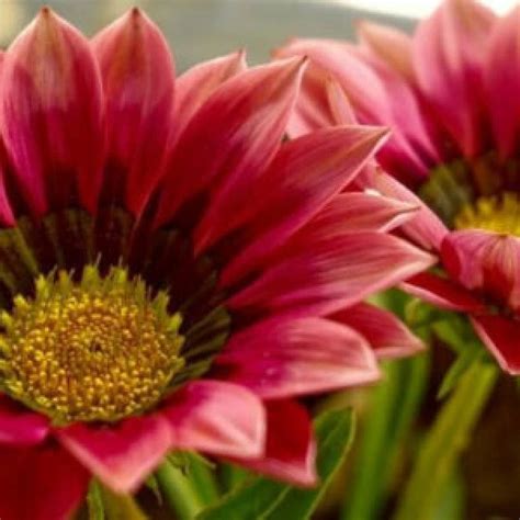 Buy Gazania Seeds (20 seeds) - Rs.20/- sale online India