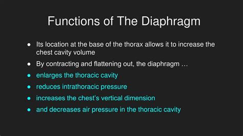 PPT - The Diaphragm PowerPoint Presentation, free download - ID:7942138