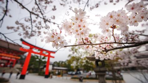 Beautiful,Cherry,Blossom,,famous,Shinto,Shrine,Of,Fushimi,Inari,Taisha - Environmental Watch