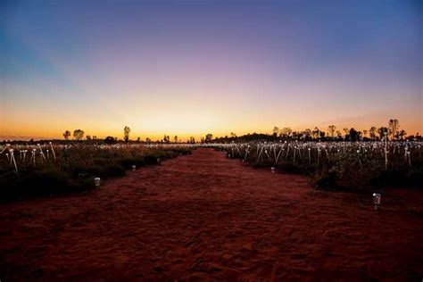 Uluru: Field of Light Sunrise Tour with Hot Drinks | GetYourGuide