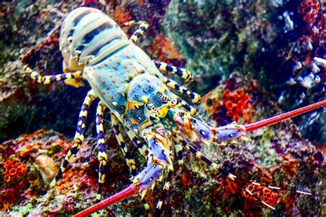 Rencontrez la langouste, le crustacé qui chante lorsqu'il est menacé