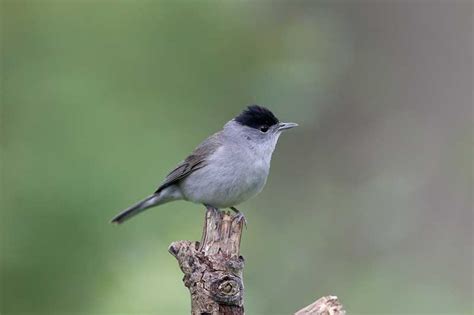 Blackcap | Bird Identification Guide | Bird Spot