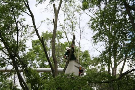 Reasons to Remove Trees - Learn Cornish Now