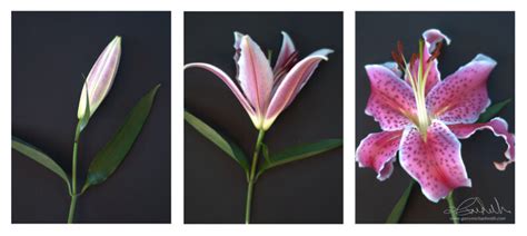 Triptych Photography Examples and Ideas