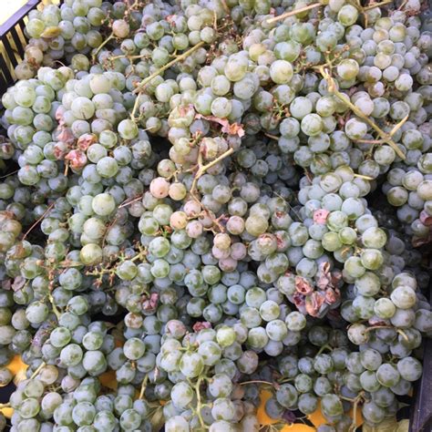 Niagara Grapes Information, Recipes and Facts