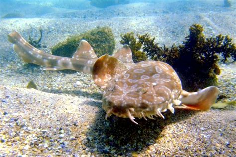 Wobbegong Shark – "OCEAN TREASURES" Memorial Library