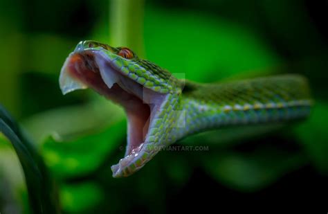 Green pit viper by smibugy on DeviantArt