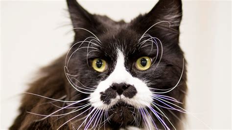 Cat’s Whiskers A Little Much