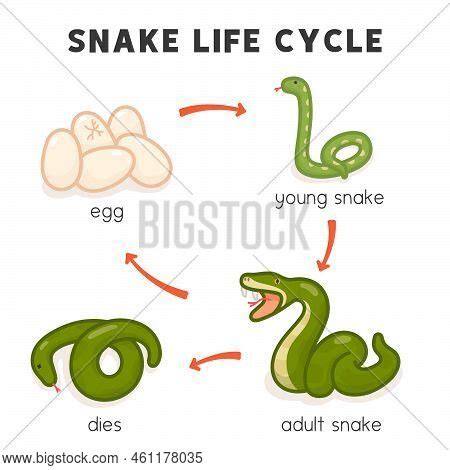 Snake Life Cycle Vector & Photo (Free Trial) | Bigstock