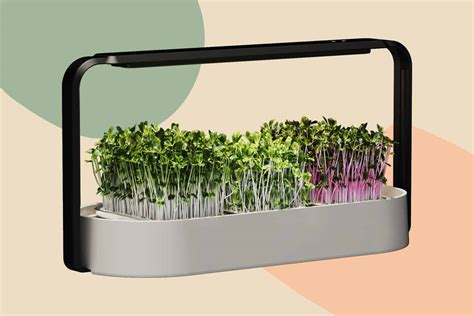 The Best Microgreens Kit: 6 Affordable Options to Try - Brightly