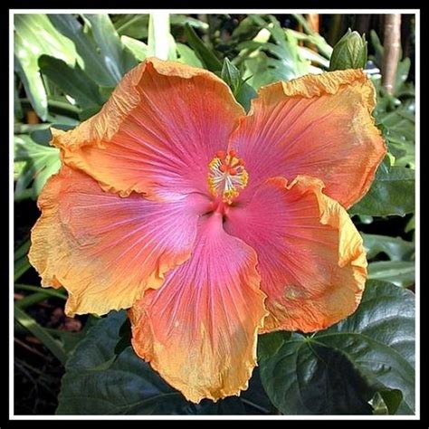 Flowers and Plants of Hawaii | HubPages