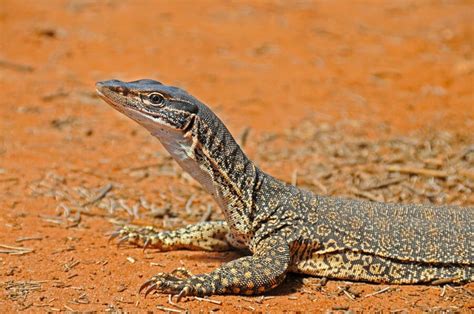 Australian Outback – Western NSW (Reptiles)