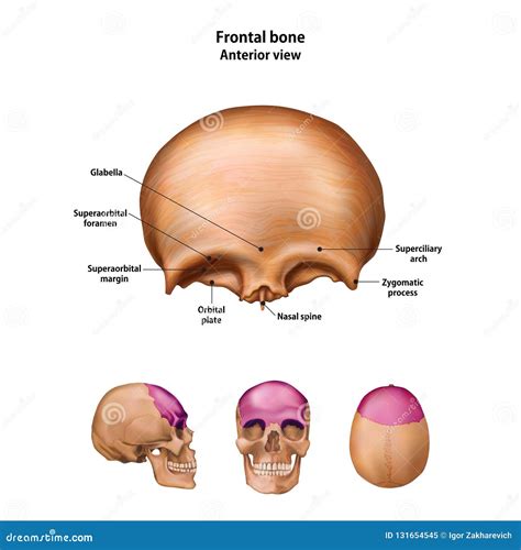 Frontal Bone Stock Photography | CartoonDealer.com #8016206