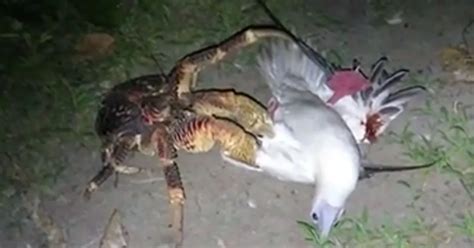 Shock as large bird is hunted and killed by giant CRAB in attack which stuns scientists - Irish ...