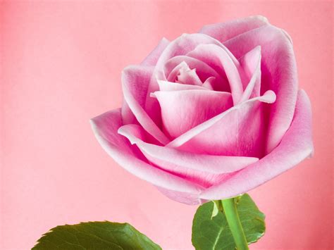 Light Pink Roses Wallpaper - WallpaperSafari