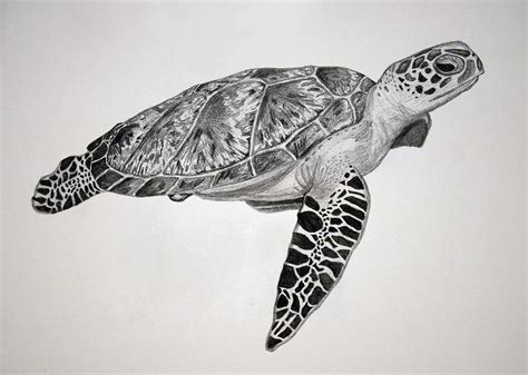 Turtle Drawing by Chamar Radloff