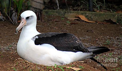 Albatross Nesting Photograph by Elizabeth Winter - Fine Art America