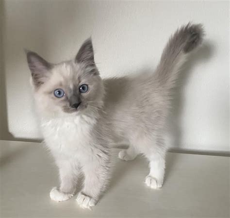 Ragdoll babies 4 weeks old : ragdolls