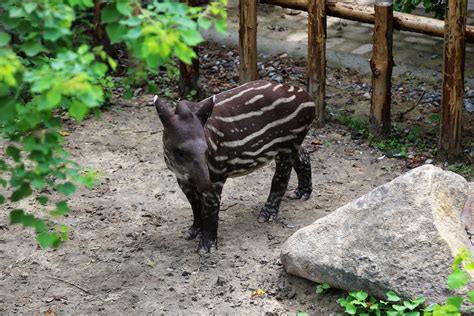 Brazilian Tapir Baby, August 2017 - ZooChat