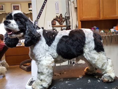 Cocker grooming videos #cockerpuppy | Cocker spaniel haircut, Cocker ...