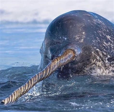 The narwhal tusk—most commonly found on males—is actually an enlarged tooth with sensory ...