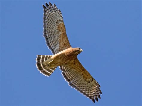 Georgia Birds of Prey at Anna Ruby Falls - FIND Outdoors