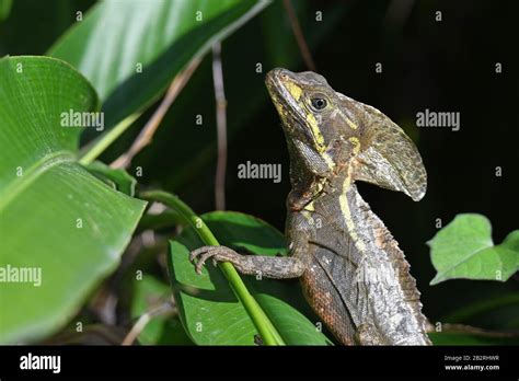 Common basilisk running on water hi-res stock photography and images ...