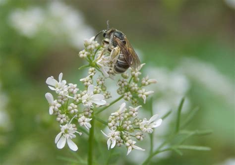 Sweat Bees – Native Beeology