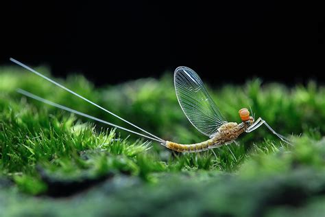 長壽的蜉蝣-國立自然科學博物館