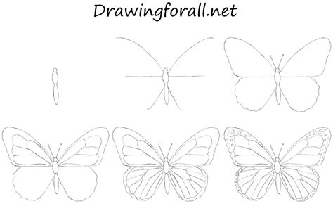 How to Draw a Butterfly for Beginners | Dessin papillon, Comment dessiner un papillon, Coloriage ...