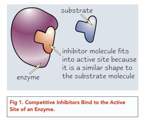 Enzymes: Inhibitors (A-level Biology) - Study Mind