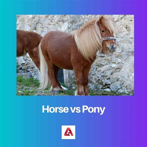 Horse vs Pony: Difference and Comparison