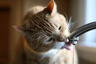 Pics of Funny Cats Photos Drinking Water | Photo Funny Pictures