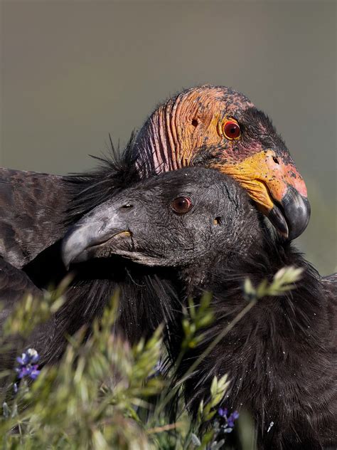 California Condor | Audubon Field Guide